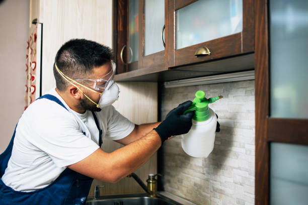 Best Wasp Removal Services  in Los Alamos, NM