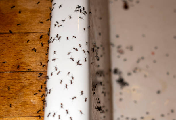 Best Bed Bug Extermination  in Los Alamos, NM