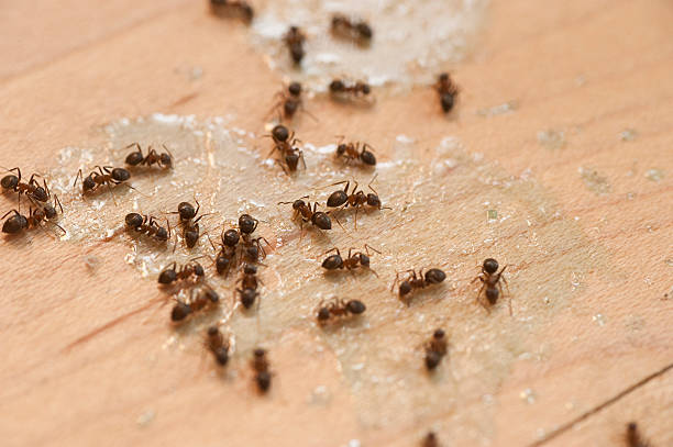 Best Flea Control Services  in Los Alamos, NM